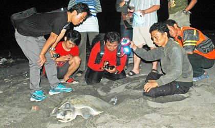 Penyelamatan Penyu