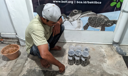 Menemukan Penyu Bertelur di Pantai Pulau Santen