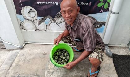 Menemukan Penyu Bertelur di Pantai Mirah