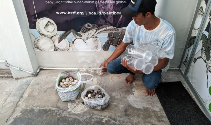 Menemukan Penyu Bertelur di Pantai Pulau Santen