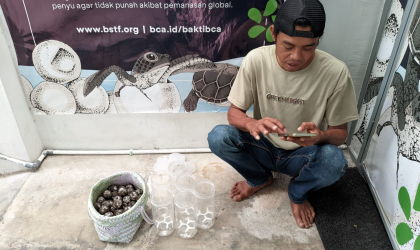 Menemukan Penyu Bertelur di Pantai Sobo