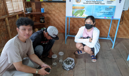 Menemukan Penyu Bertelur di Pantai Pulau Santen