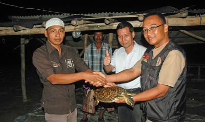 Penyelamatan Penyu di Pantai Wongsorejo