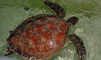 Penyelamatan Penyu di Pantai Wongsorejo