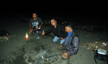 Menemukan Penyu Bertelur di Pantai Boom