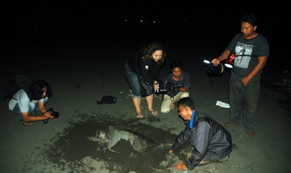 Menemukan Penyu Bertelur di Pantai Boom