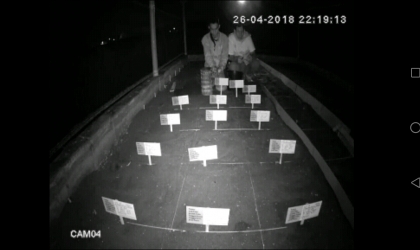 Menemukan Penyu Bertelur di Pantai Boom