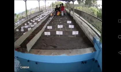 Menemukan Penyu Bertelur di Pantai Sobo
