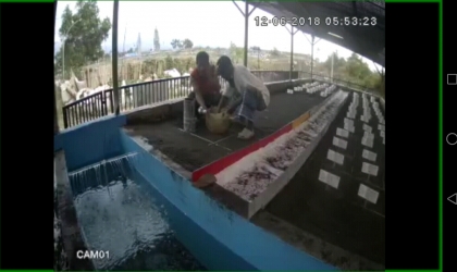 Menemukan Penyu Bertelur di Pantai Sobo