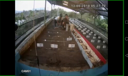 Menemukan Penyu Bertelur di Pantai Sobo