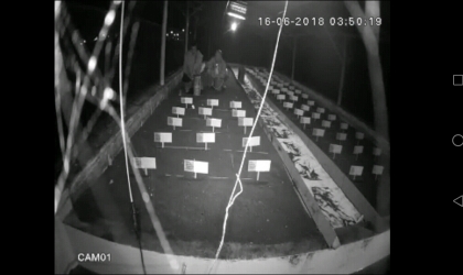 Menemukan Penyu Bertelur di Pantai Mirah